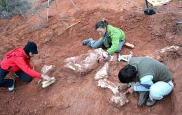 Ilmuwan Gali Fosil Dinosaurus Berusia 220 Juta Tahun di Argentina