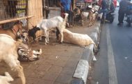 Pedagang Hewan Kurban Ditegur karena Jualan di Trotoar