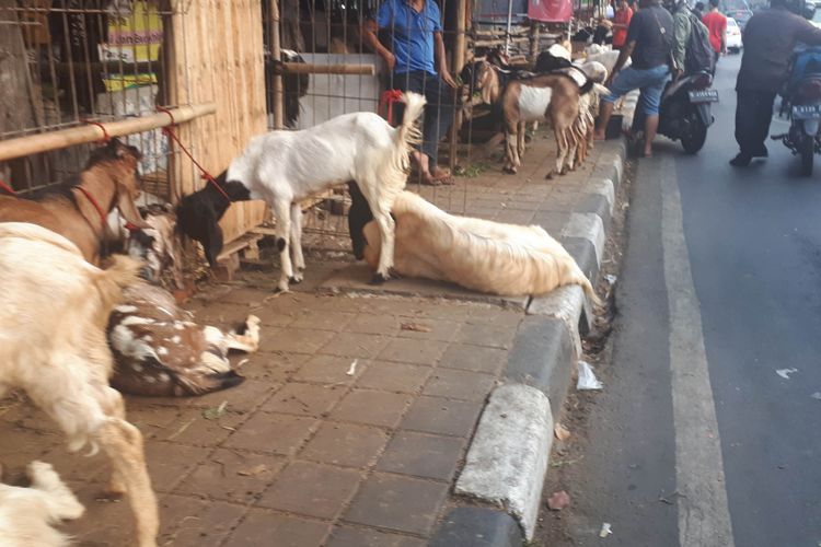 Pedagang Hewan Kurban Ditegur karena Jualan di Trotoar