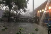 Imbas Hujan Deras, Pohon Tumbang Terjadi di 6 Titik di Kota Bogor
