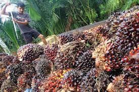 RI Kaya Kebun Sawit tapi Minyak Goreng Kok Mahal