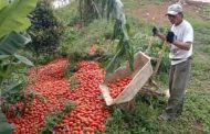 Petani Cianjur Buang 20 Ton Tomat Hasil Panen