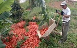 Petani Cianjur Buang 20 Ton Tomat Hasil Panen