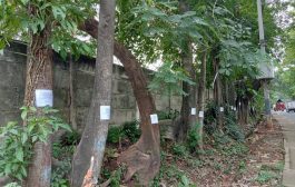 Pohon-pohon Jl Fatmawati Bakal Ditebang