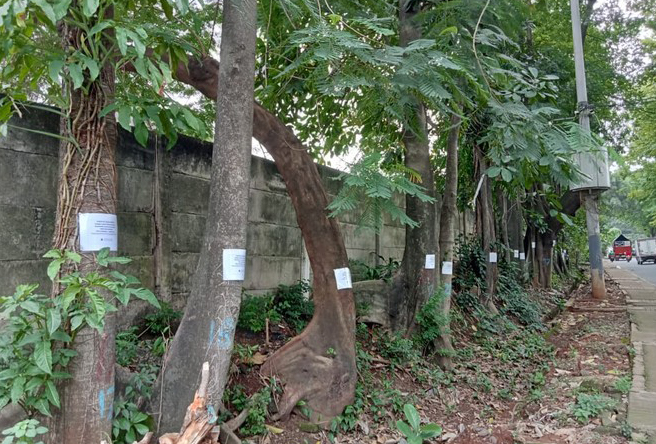 Pohon-pohon Jl Fatmawati Bakal Ditebang