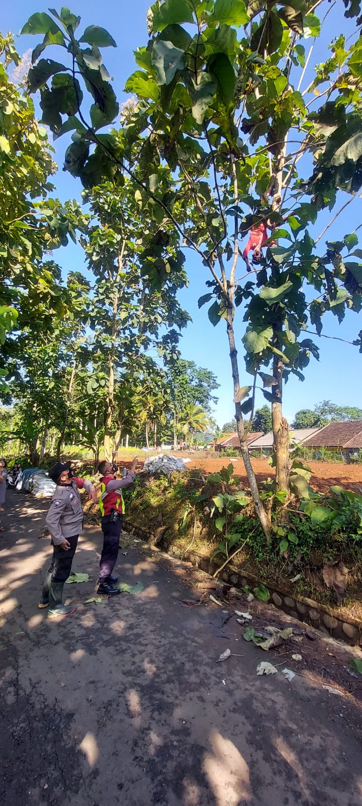 Seorang Petani Tewas Tersengat Listrik Tegangan Tinggi