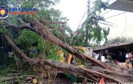 Pohon Tumbang Akibat Angin Kencang di Jakpus