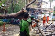 3 Orang Terluka, Pohon Tumbang Timpa Pangkalan Ojek