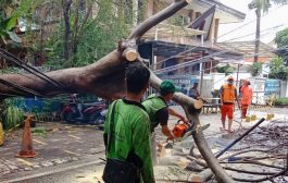 Timpa Kabel PLN, Pohon Tumbang di Bintaro Jaksel