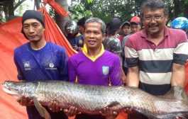 Ikan Arapaima Asal Amazon Bikin Heboh Warga Tangerang