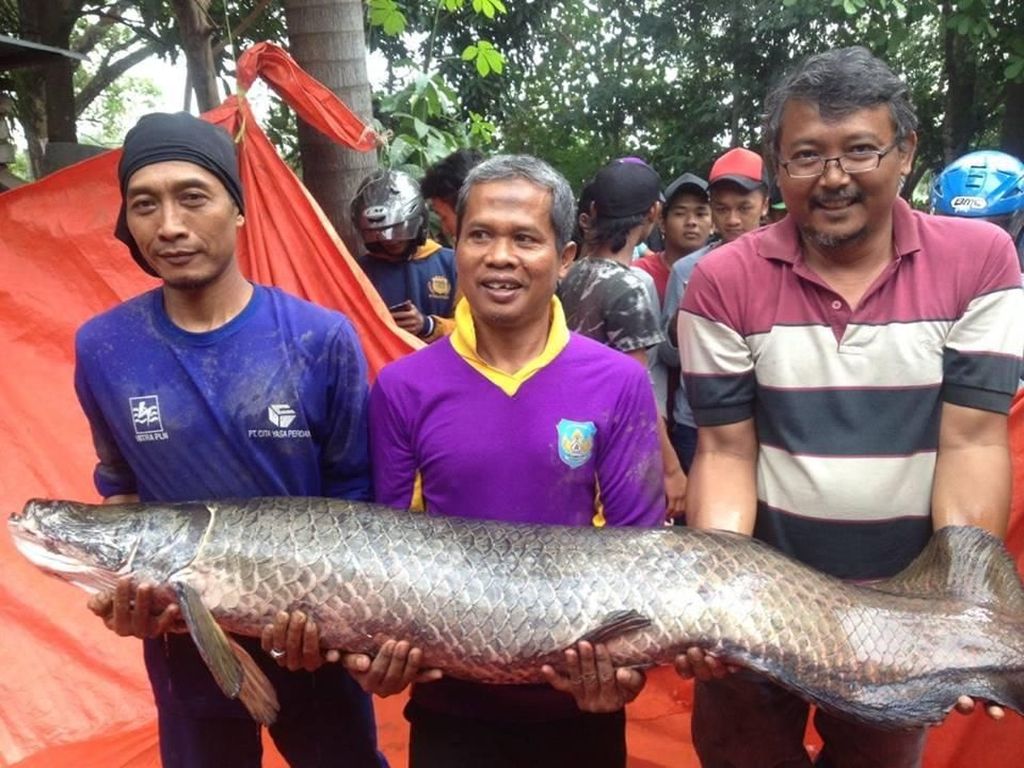 Ikan Arapaima Asal Amazon Bikin Heboh Warga Tangerang