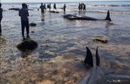 Ditemukan Belasan Ekor Paus Mati di Pantai Australia