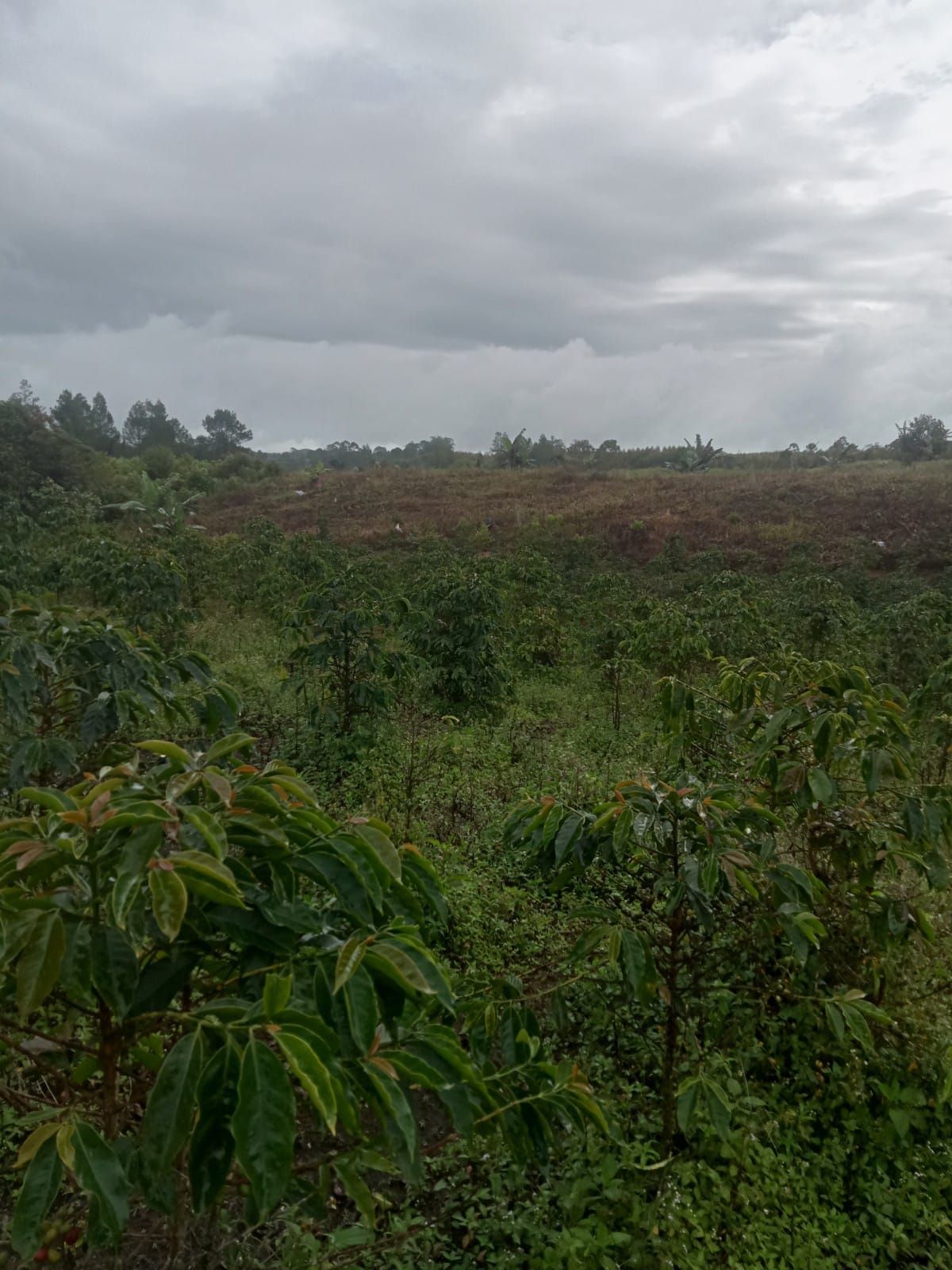 Terkait Sengketa Konsesi Hutan Lindung dan Tanah Adat di Desa Tukkotnisolu, KPK Diminta Bongkar 