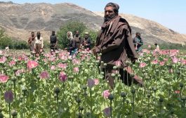 Perang Lawan Narkoba, Taliban Hancurkan Ladang Opium