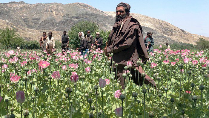 Perang Lawan Narkoba, Taliban Hancurkan Ladang Opium