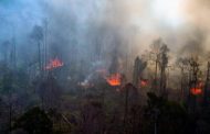 50.000 Orang Dievakuasi, Kebakaran Hutan Melanda Turki