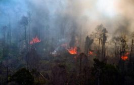 Hutan Gunung Lawu Kebakaran Merambat Sampai Wilayah Magetan