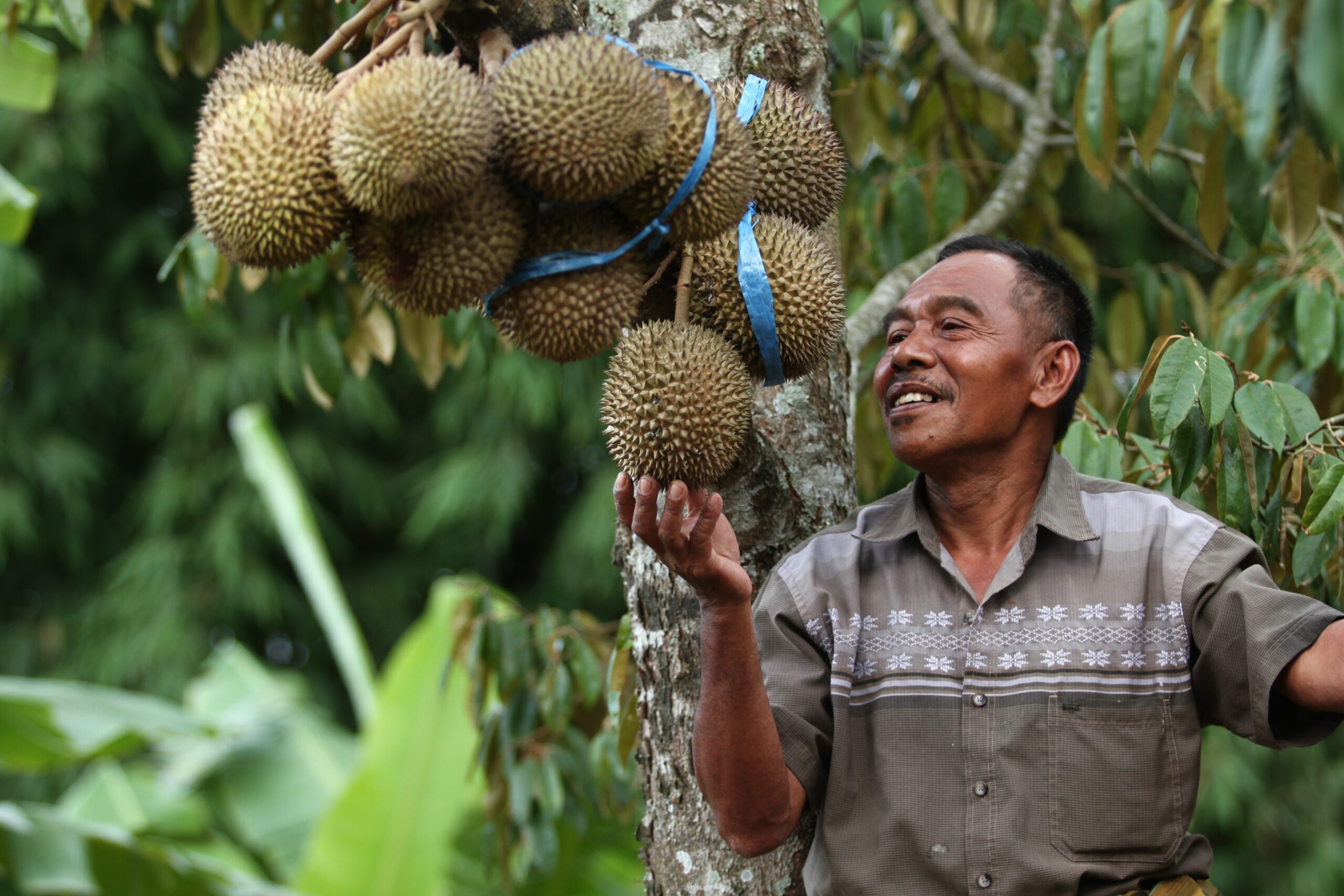 Ekspor Durian Tembus Rp 815 Juta, Sempat Dibahas Luhut