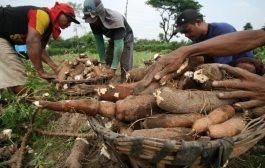 Tanpa Izin Kementan, Impor Singkong Dilarang